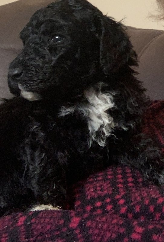 AKC Standard Poodle Puppies for Sale in Muncie, Indiana