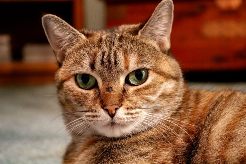 callie-1.jpg