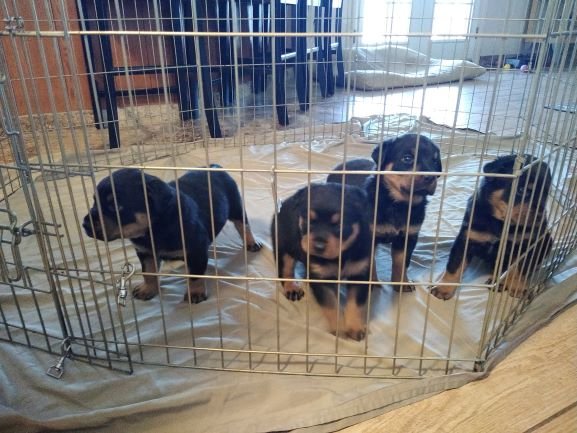 Puppy2020.jpg