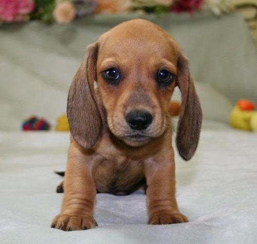 Mini Dachshund Puppies Available for Sale in Des Moines, Iowa