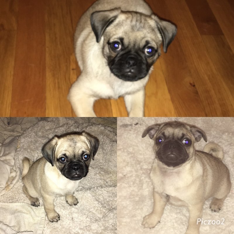2 Pug Pups for Sale in Baltimore, Maryland