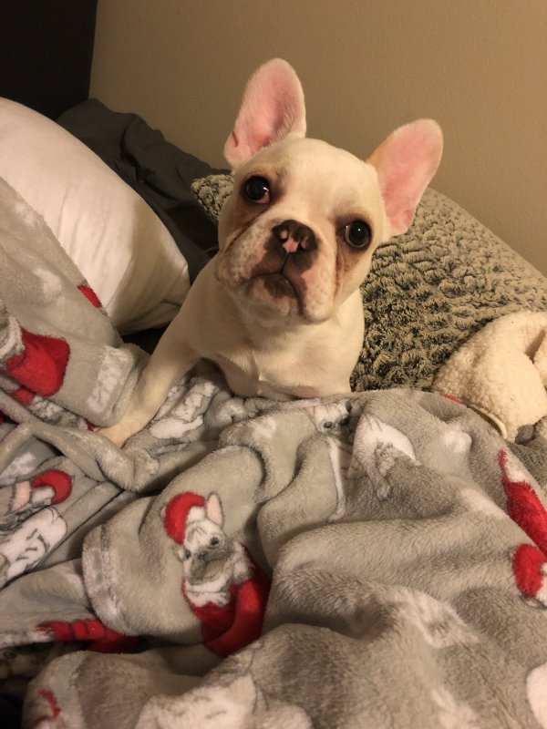 French Bulldog Puppy for Sale in Vancouver, Washington