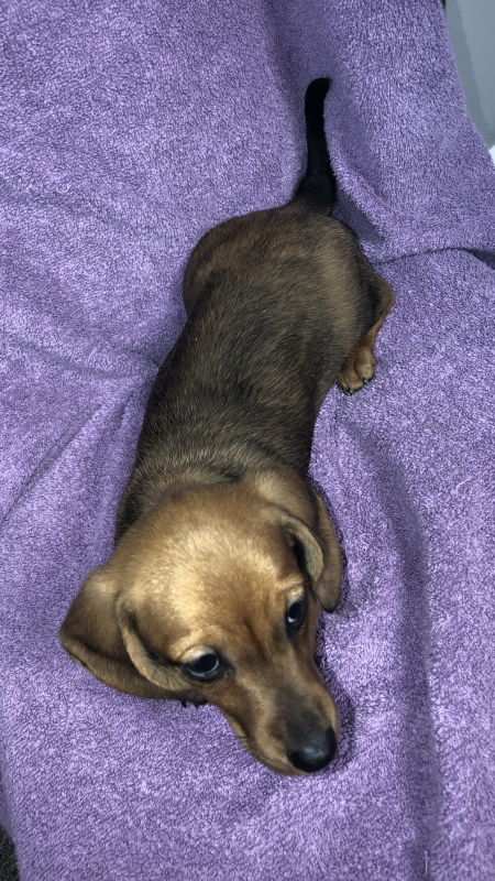 Ckc Female Dachshund Puppy For Sale In Gainesville Georgia
