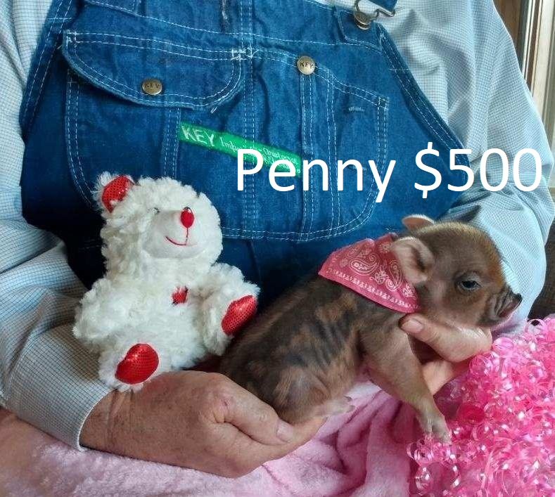 Miniature Juliana Pigs for Sale in Poplar Bluff, Missouri