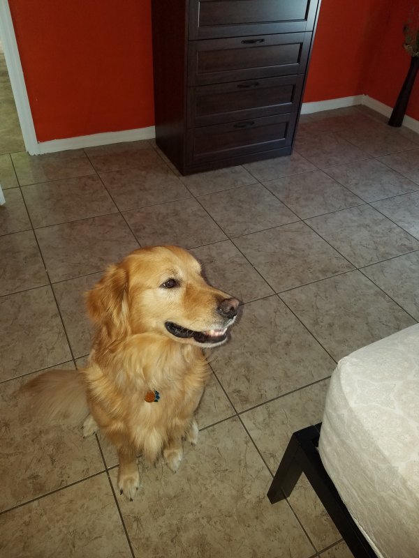 Golden Retriever for Sale in Kissimmee, Florida