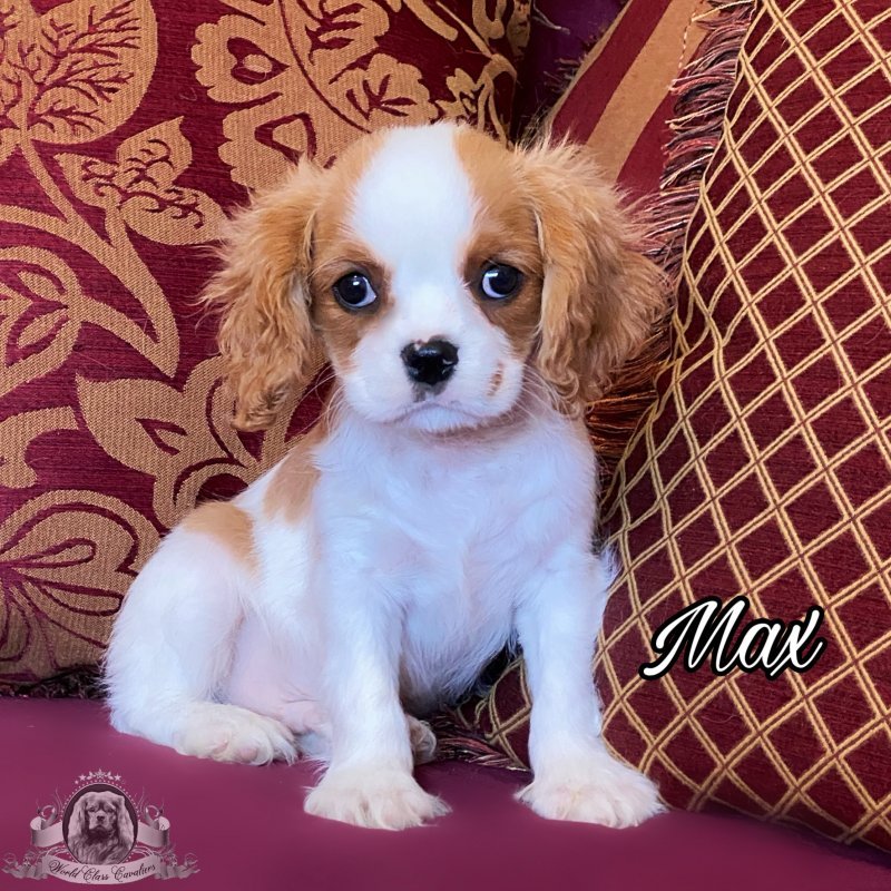 AKC Cavalier King Charles Spaniel Puppies for Sale in