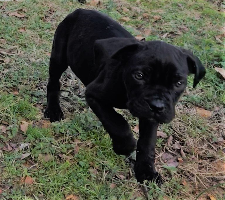 ICCF Cane Corso Puppies for Sale in Albany, Kentucky