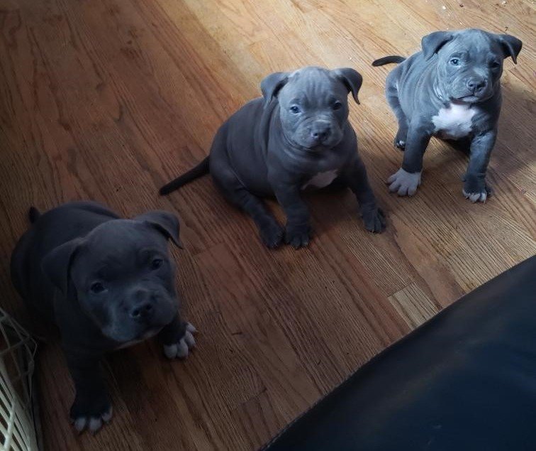 Blue American Bully Puppies for Sale in Milwaukee, Wisconsin