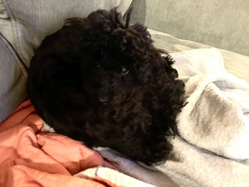 Black Poodles Puppies for Sale in Baltimore, Maryland