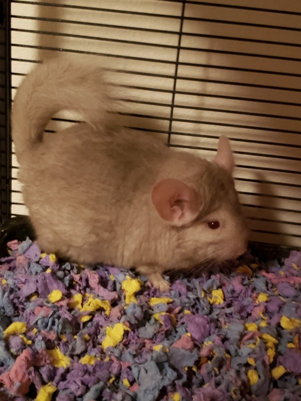 Young Chinchilla for Sale in Sanford, Florida