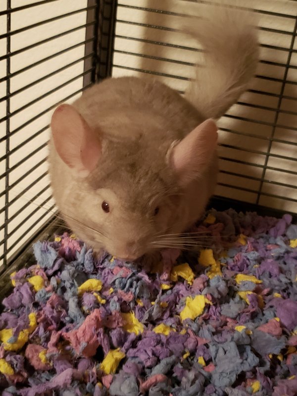 Young Chinchilla for Sale in Sanford, Florida