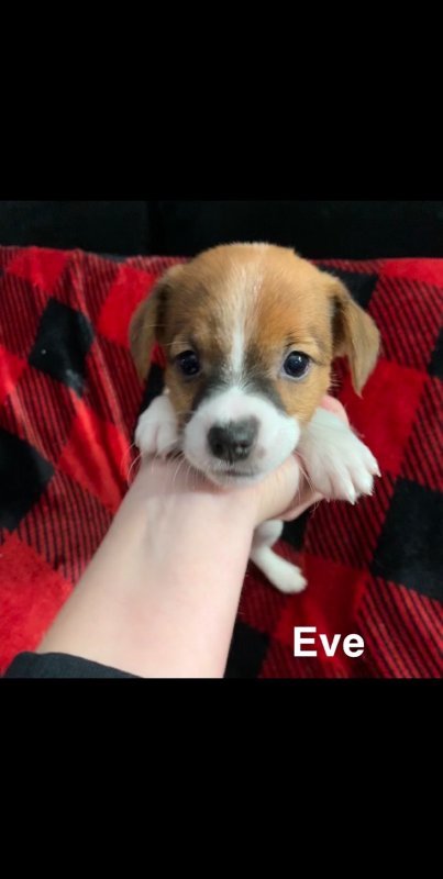 Eve.jpg