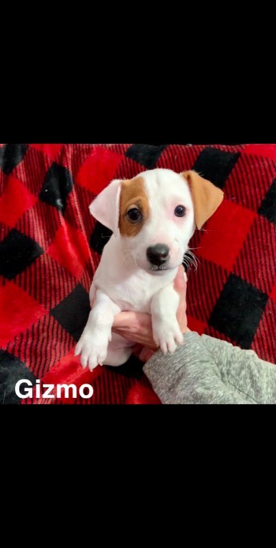 Gizmo.jpg