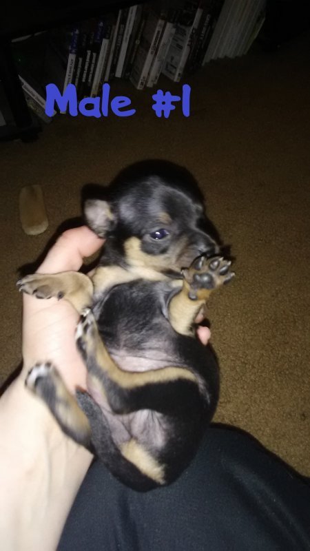 Male #1.jpg