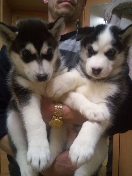 husky3.jpg