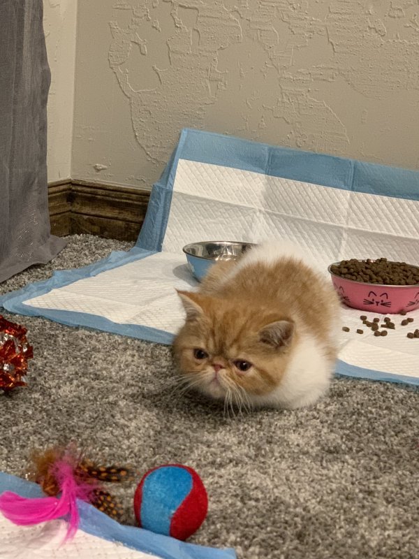 Exotic Shorthair Kitten for Sale in Lawton, Oklahoma
