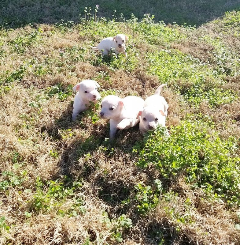 Puppies2.jpg