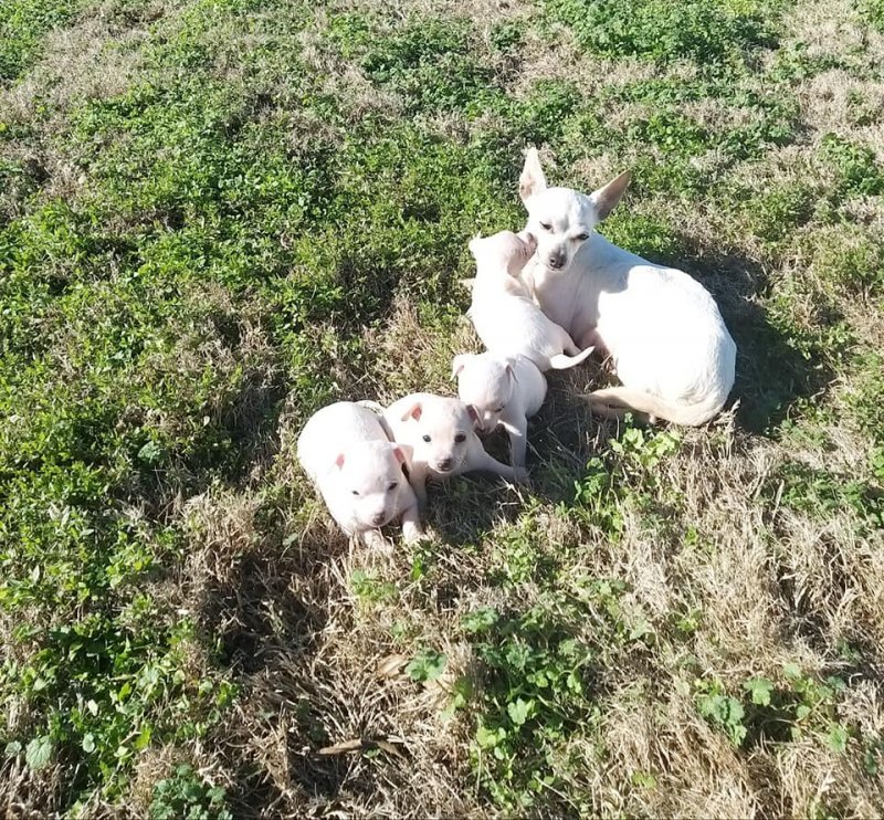 Puppies.jpg