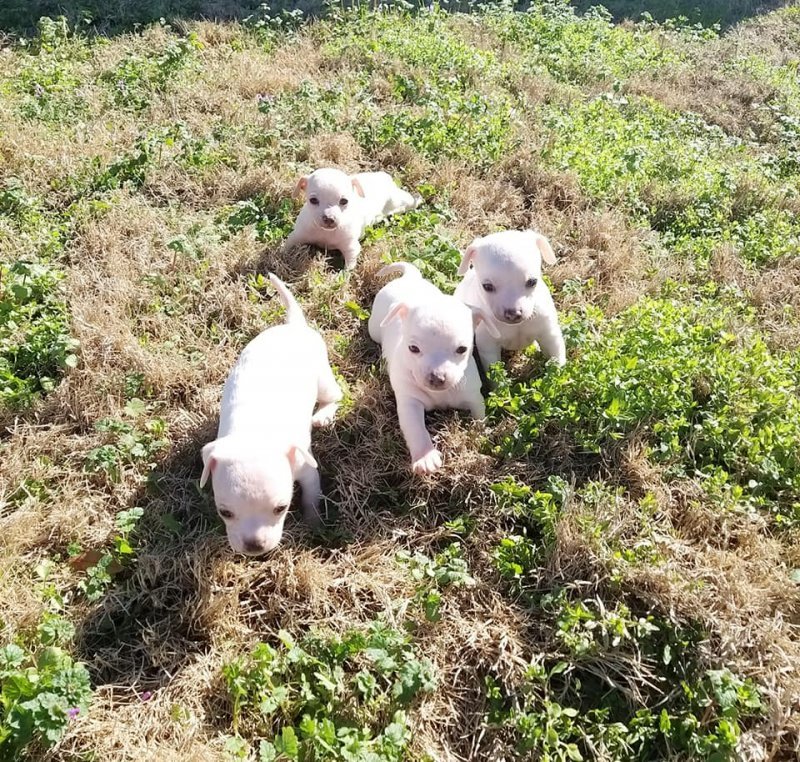 Puppies1.jpg
