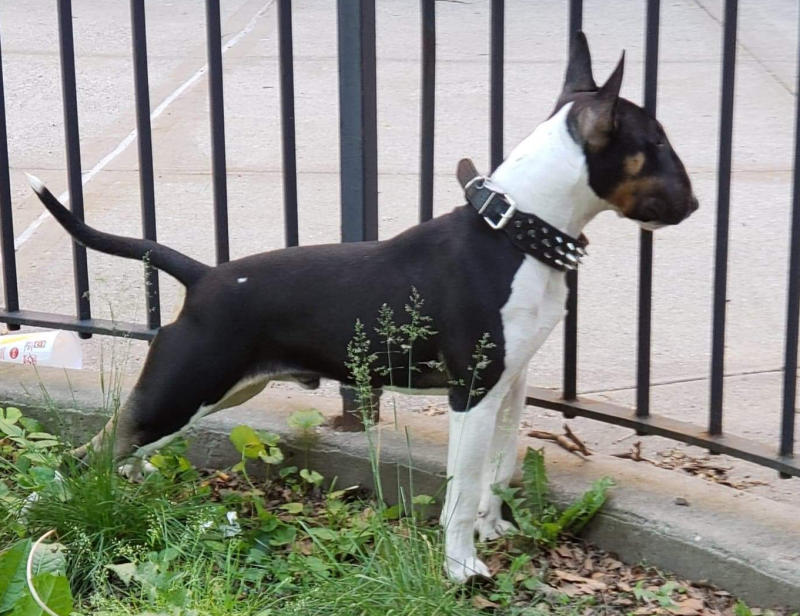 AKC English Bull Terrier Puppies for Sale in the Bronx