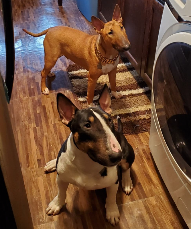 AKC English Bull Terrier Puppies for Sale in the Bronx