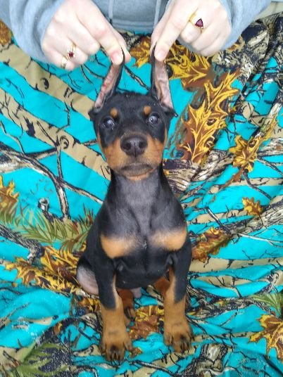 Thory Black Male 2 ears cropped.jpg