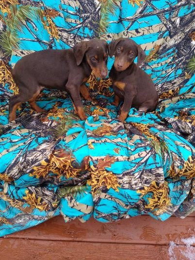 Red Dobe Females Thory NOV 2.jpg