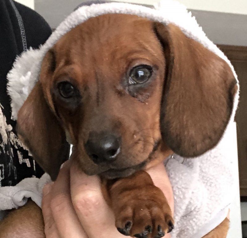 Miniature Dachshund for Sale in Aurora, Ohio