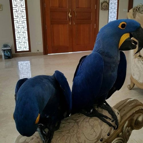 hyacinth macaw parrots.jpg