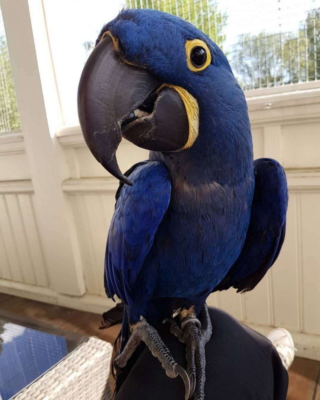 Hyacinth-macaw-for-sale..jpg