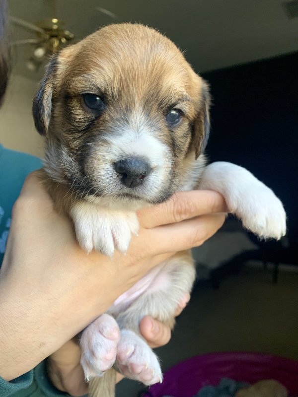 Shiba Inu/Husky/Pit Mix Puppies for Sale in Houston, Texas