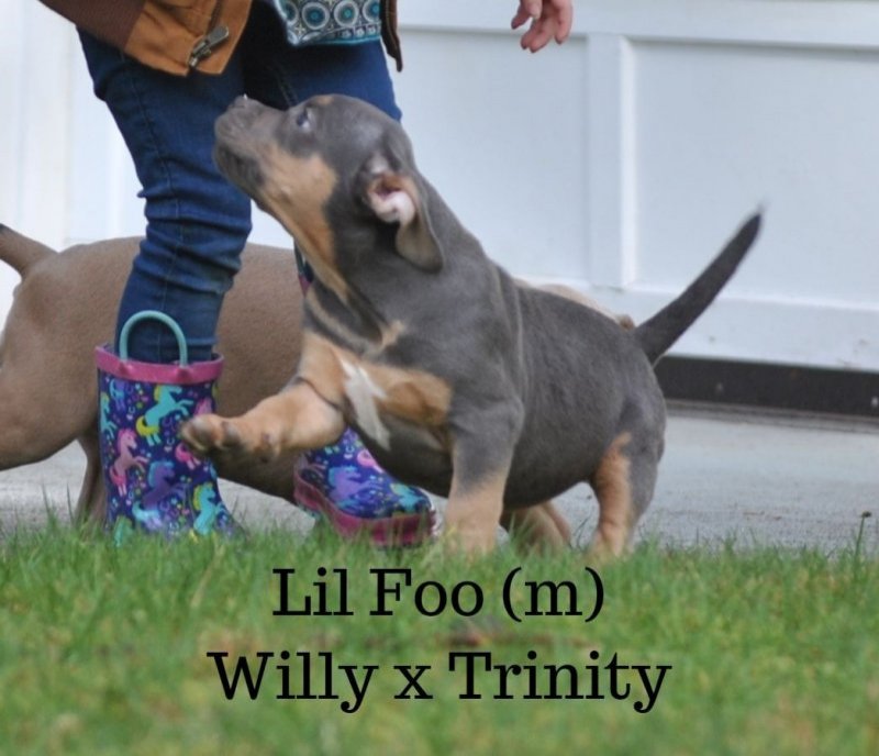 Lil Foo 3.jpg