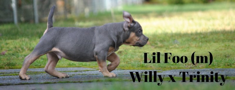 Lil Foo1.jpg