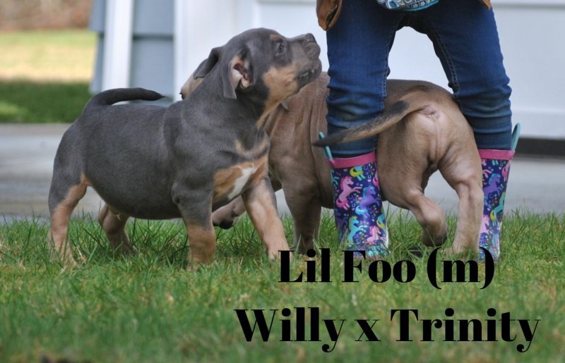 Lil Foo2.jpg