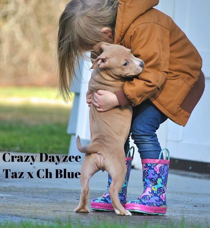 Crazy Dayzee1.jpg