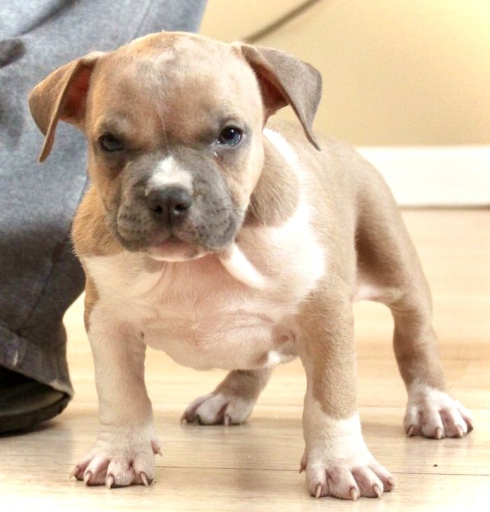 American Bully Puppies for Sale in Sicklerville, New Jersey