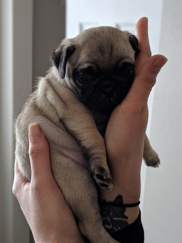 Fawn Purebred Pug Puppies for Sale in Coeur d'Alene, Idaho