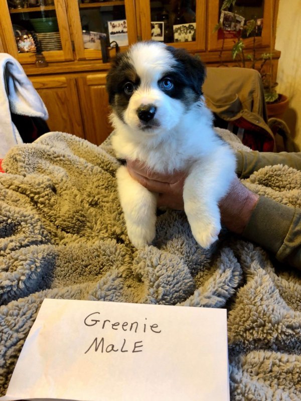GREENIE MALE.JPG