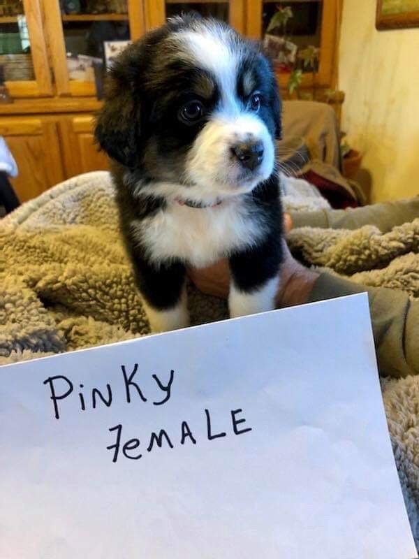 PINKY FEMALE.JPG