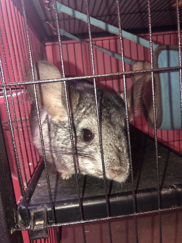 Female Chinchilla for Sale in Huntsville, Alabama