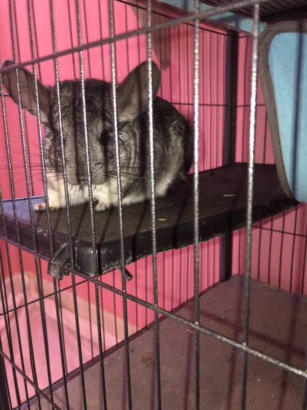 Female Chinchilla for Sale in Huntsville, Alabama