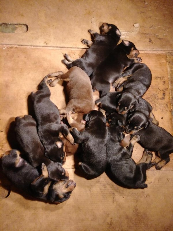 pups 3.jpg