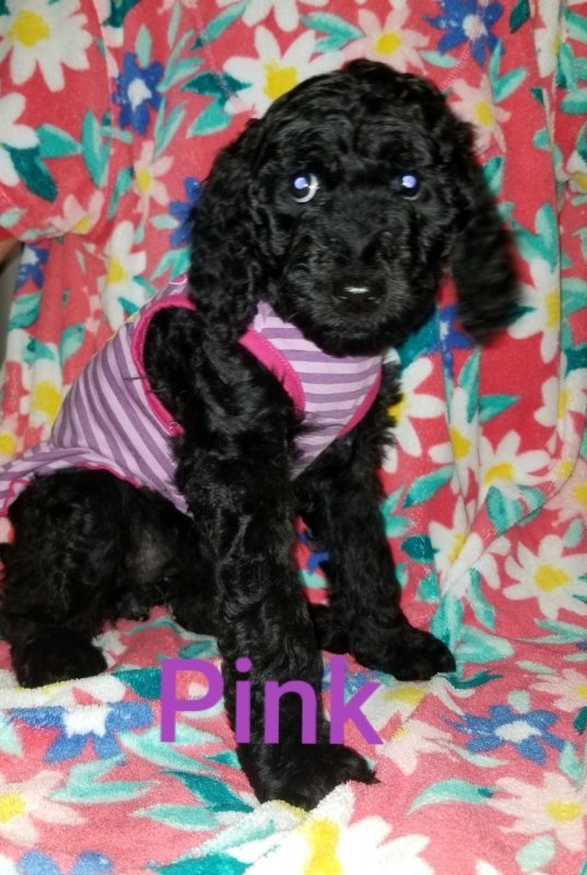Pink.jpg