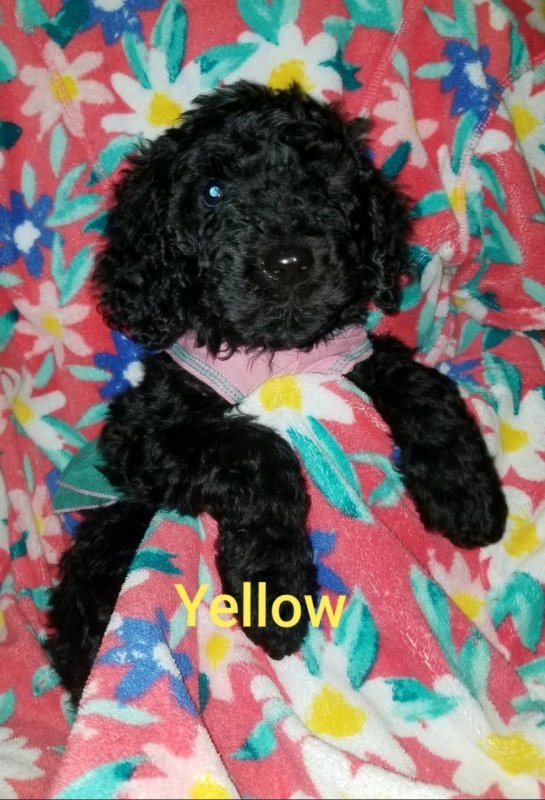 Yellow.jpg