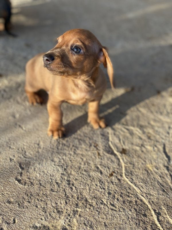 Miniature Dachshund Puppies for Sale in Henderson, Tennessee