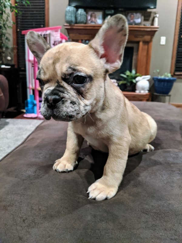 French Bulldogs for Sale in Kearney, Nebraska