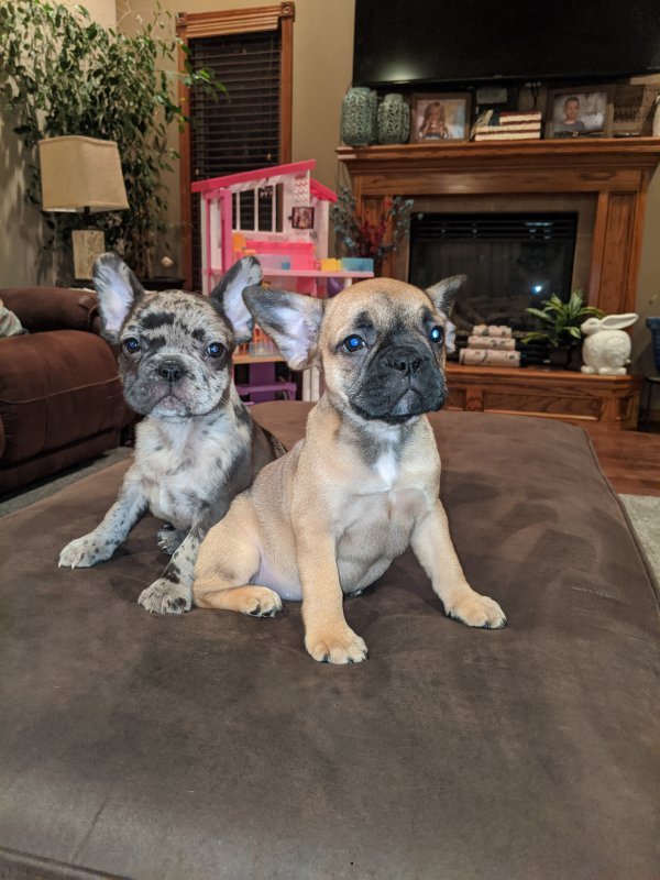 French Bulldogs for Sale in Kearney, Nebraska