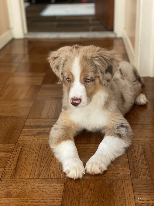 lululemon-pay-rate-australian-shepherd