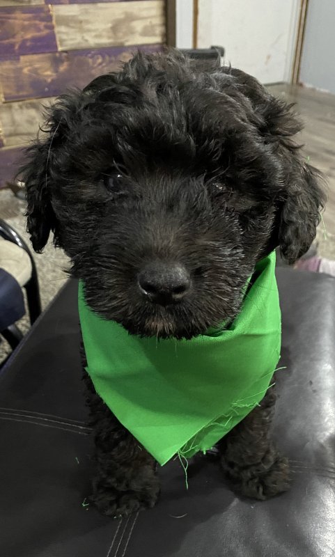 Dog three.jpg