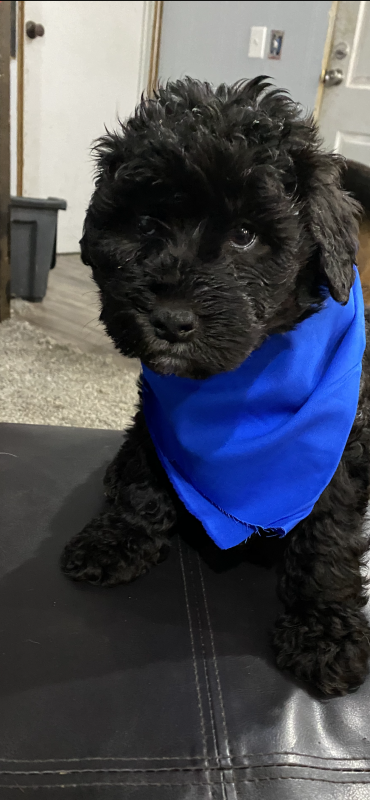 Dog four.PNG